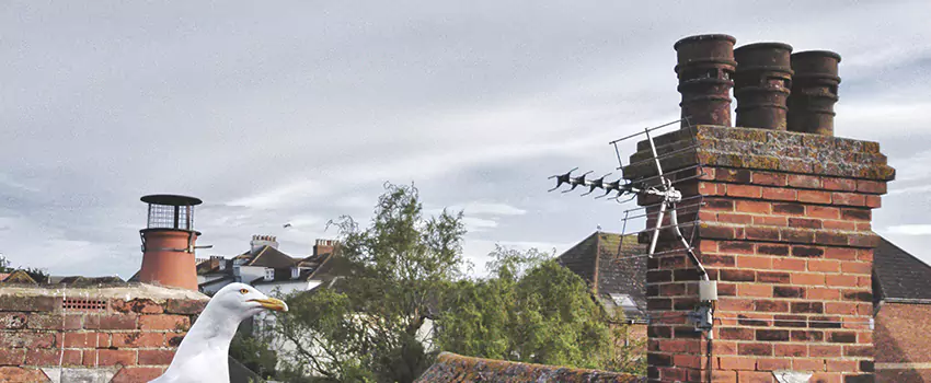 Chimney Cleaning And Restoration in Brookline, Massachusetts